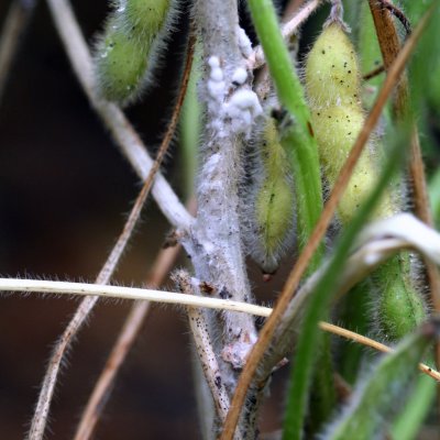 Improved Screening Method for Genetic Resistance to White Mold (Sclerotinia stem rot) in Soybean