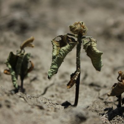 Soybean Disease Loss Estimates From the United States and Ontario, Canada — 2020