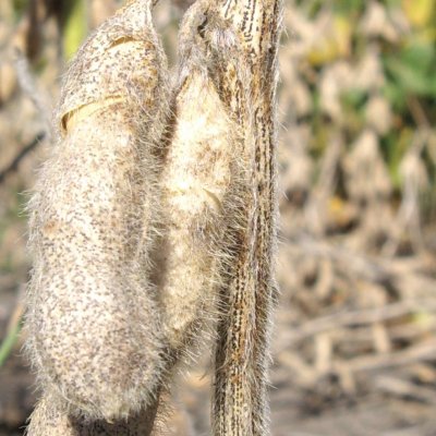 An Overview of Pod and Stem Blight and Diaporthe Seed Decay