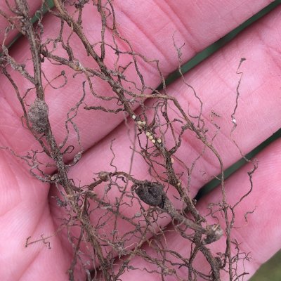 An Overview of Soybean Cyst Nematode