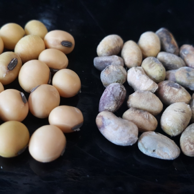 New Fungi Discovered Causing Diaporthe Seed Decay of Soybean