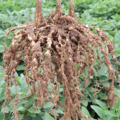 An Overview of Root-Knot Nematodes