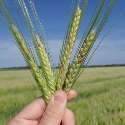An Overview of Fusarium Head Blight