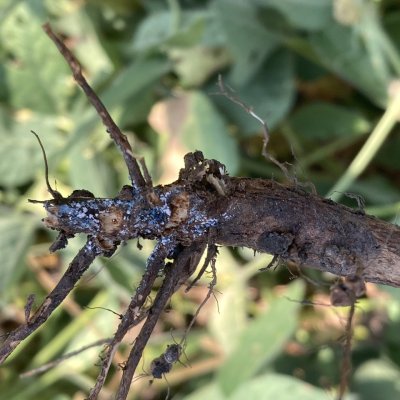 Soybean Disease Loss Estimates from the United States and Ontario, Canada — 2023