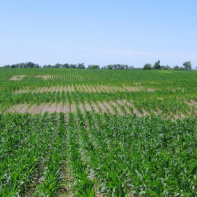 Corn Disease Loss Estimates from the United States and Ontario, Canada — 2023