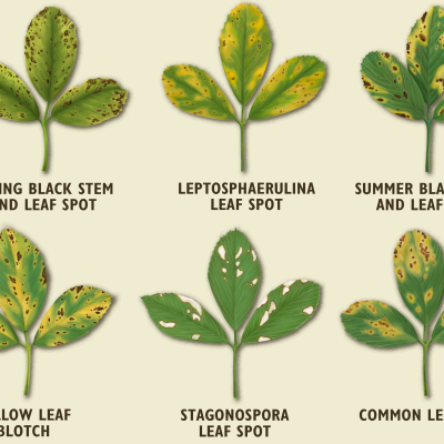 Alfalfa Foliar Disease Diagnostic Poster and Postcard