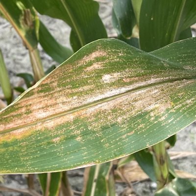A New Disease on Corn Observed Across Southern and Mid-South States
