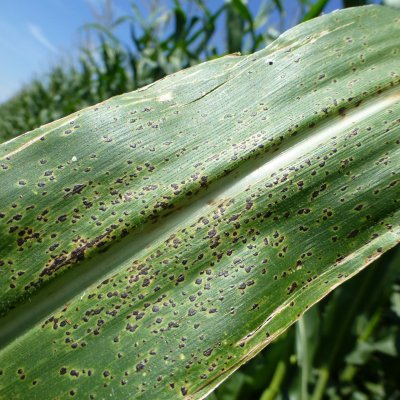 Multi-state Fungicide Efficacy Trials to Manage Tar Spot and Improve Economic Returns in Corn in the United States and Canada