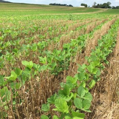 The Effect of Wheat on Soybean Cyst Nematode Populations in Double-Cropping Soybean Production