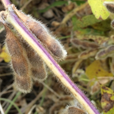 The Science Behind Late Season Purple Soybean Stems
