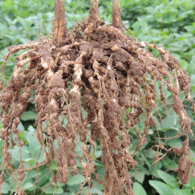 Soybean Disease Loss Estimates from the United States and Ontario, Canada — 2024