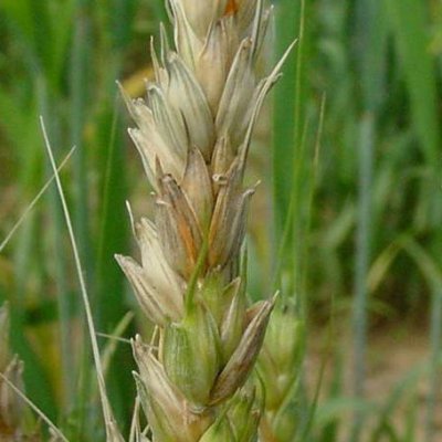 Fungicide Efficacy for Control of Wheat Diseases