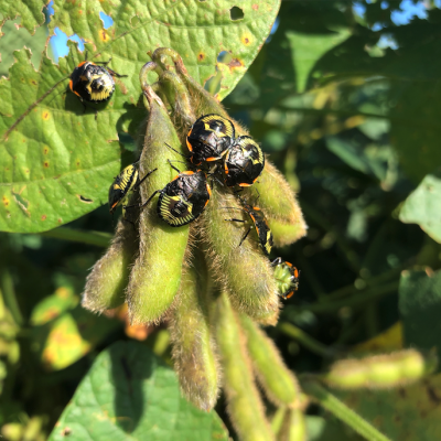 Soybean Invertebrate Loss Estimates from the United States — 2021