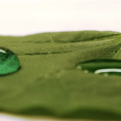 Adjuvants with Herbicides. When and Why They Are Needed.