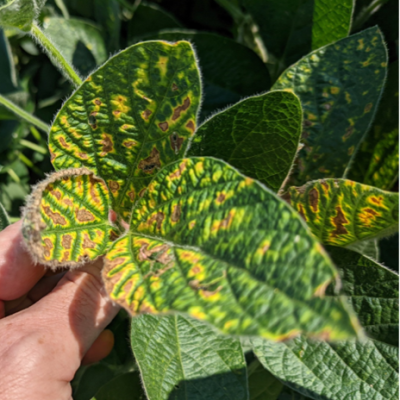 Monitoring for resistance to the SDHI fungicide seed treatments ILEVO (fluopyram) and Saltro (pydiflumetofen) for soybean sudden death syndrome (SDS) management