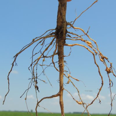 Selecting Cotton Cultivars with Nematode Resistance and Tolerance