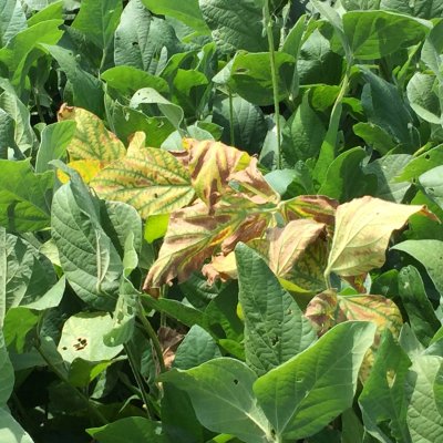 Soybean Disease Loss Estimates from the United States and Ontario, Canada — 2022