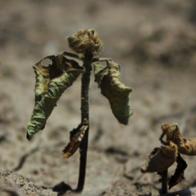 Fungicide Efficacy for Control of Soybean Seedling Diseases