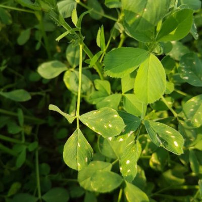 Fungicide Efficacy for Control of Alfalfa Diseases