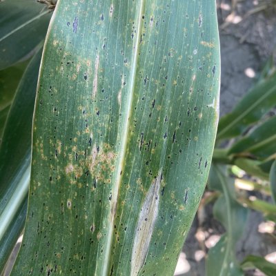 Corn Disease Loss Estimates from the United States and Ontario, Canada — 2024