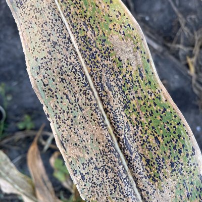 Three Corn Diseases to Watch for in 2023