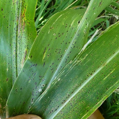 Mythbusting Tar Spot: Separating Fact from Fiction
