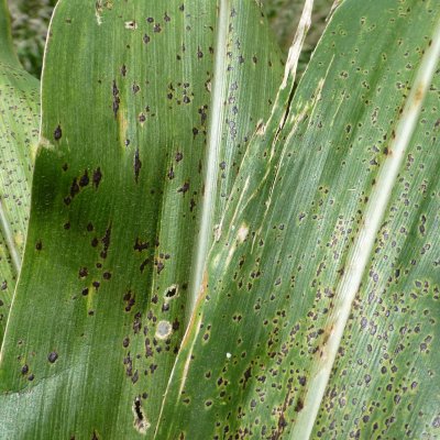 Fungicide Efficacy for Control of Corn Foliar Diseases