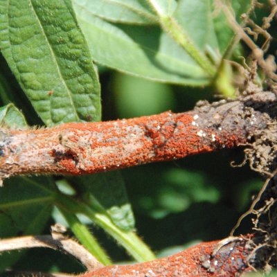 Soybean Disease Loss Estimates from the United States and Ontario, Canada — 2025