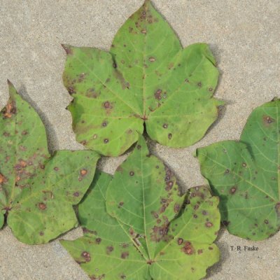 Cotton Disease Loss Estimates from the United States — 2024