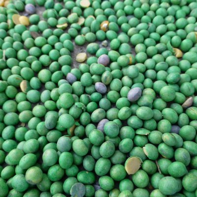 Seed Treatments: Questions that Emerge When Plants Don’t