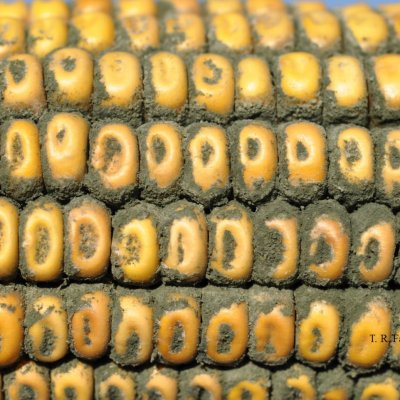 An Overview of Ear Rots