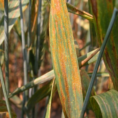 Wheat Disease Loss Estimates from the United States and Ontario, Canada — 2023