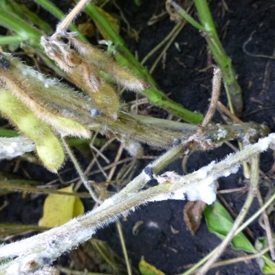 Creation of New Soybean Varieties with High Levels of Resistance to White Mold