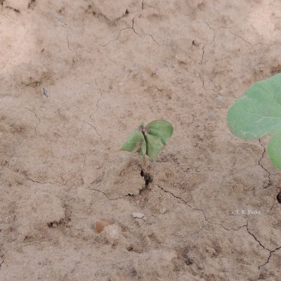 Rhizoctonia Seedling Disease of Cotton