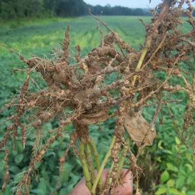 Southern Root-knot Nematode (Meloidogyne incognita) Map