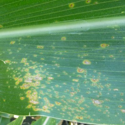 Southern Rust of Corn Map