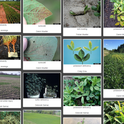 Crop Protection Network and University of Georgia's Center for Invasive Species and Ecosystem Health Collaborate to Bring High Quality Plant Disease and Insect Pest Images to Educators