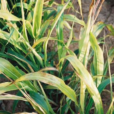 ACCase (HG 1) Herbicide Injury in Corn