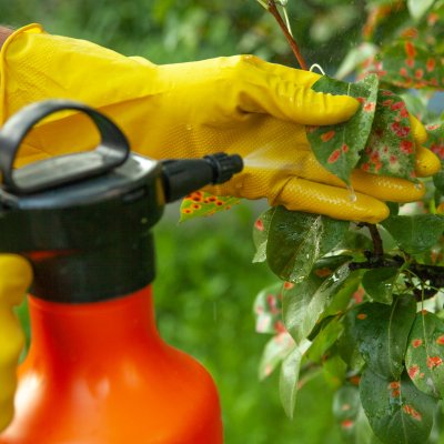 New Fungicide Web Book from Crop Protection Network