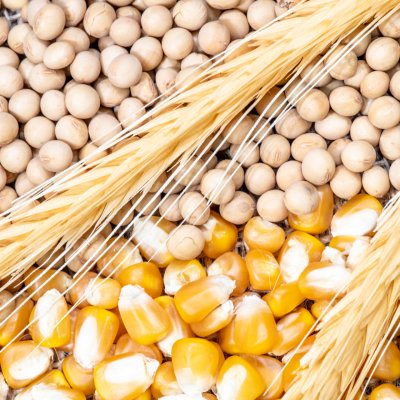 New Funding for the Crop Protection Network Expands Corn and Soybean Pest Management Resources
