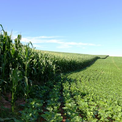 New crop scouting web book available from the Crop Protection Network