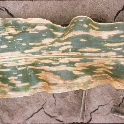 Southern Corn Leaf Blight of Corn