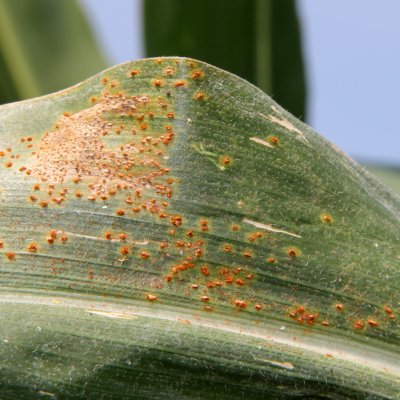 Southern Rust of Corn