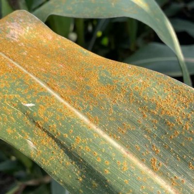 Southern Rust Spreads Across Corn Fields This Season