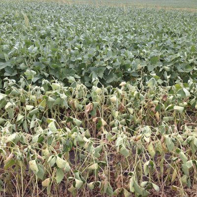 Drought in Soybean