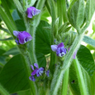 Nitrogen (N) Deficiency of Soybean