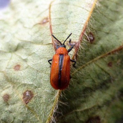 Soybean Leafminer in Soybean