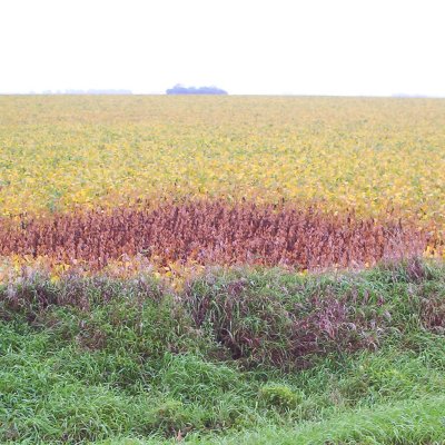 Lightning Injury in Soybean
