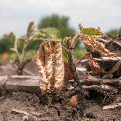 Scout for Phytophthora Root and Stem Rot