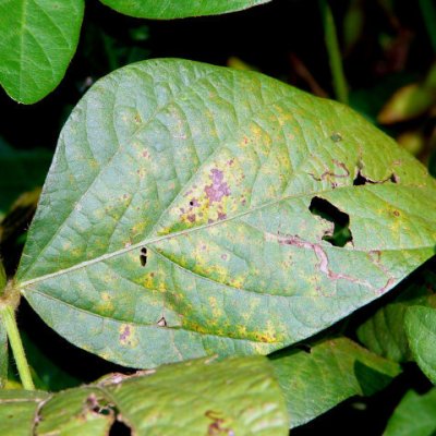 Soybean Rust Map